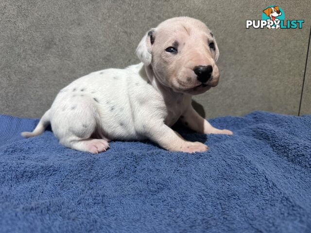 Purebred dalmatian puppies