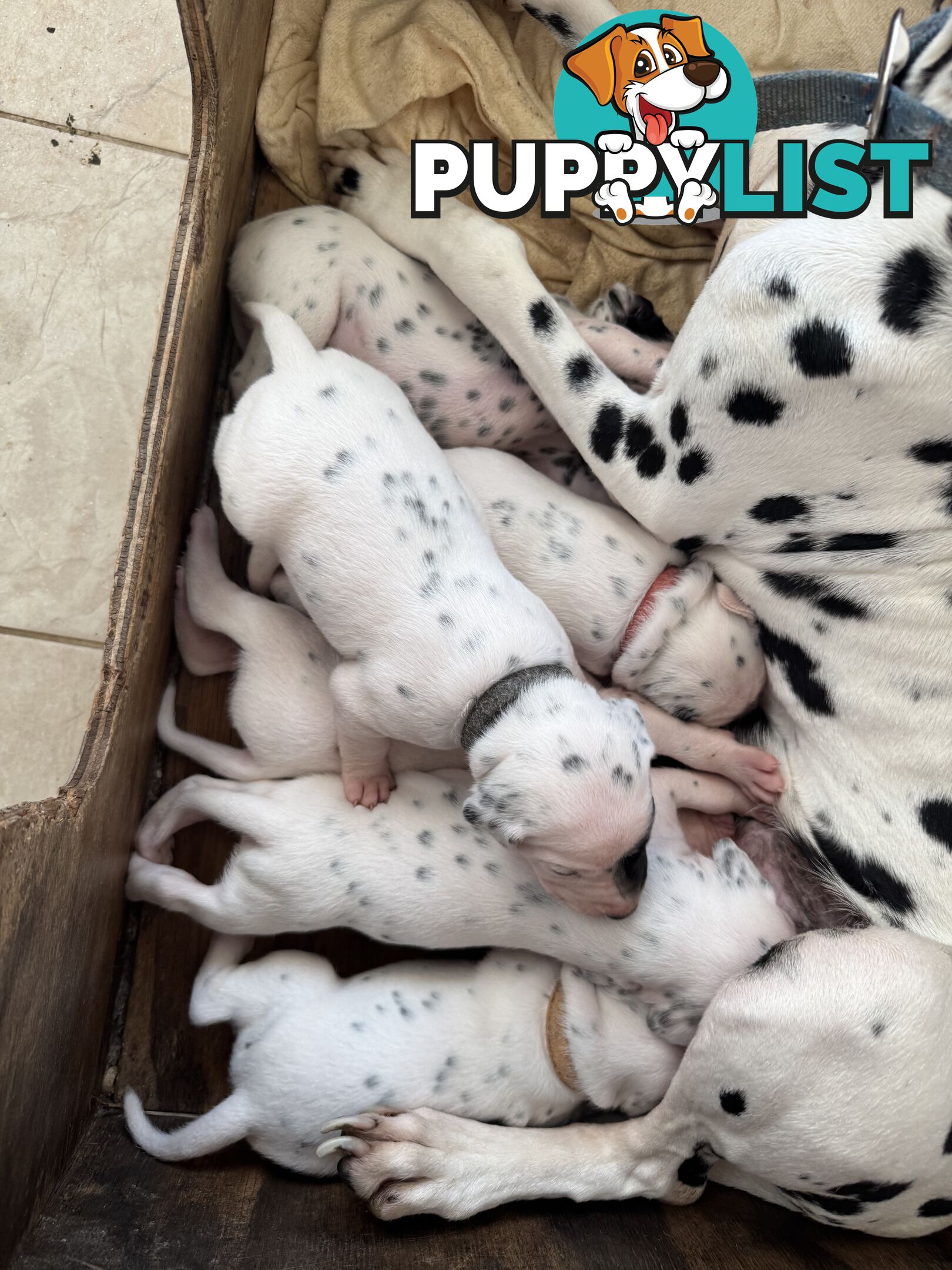Purebred dalmatian puppies