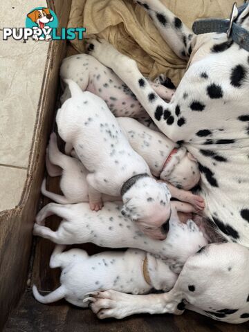Purebred dalmatian puppies