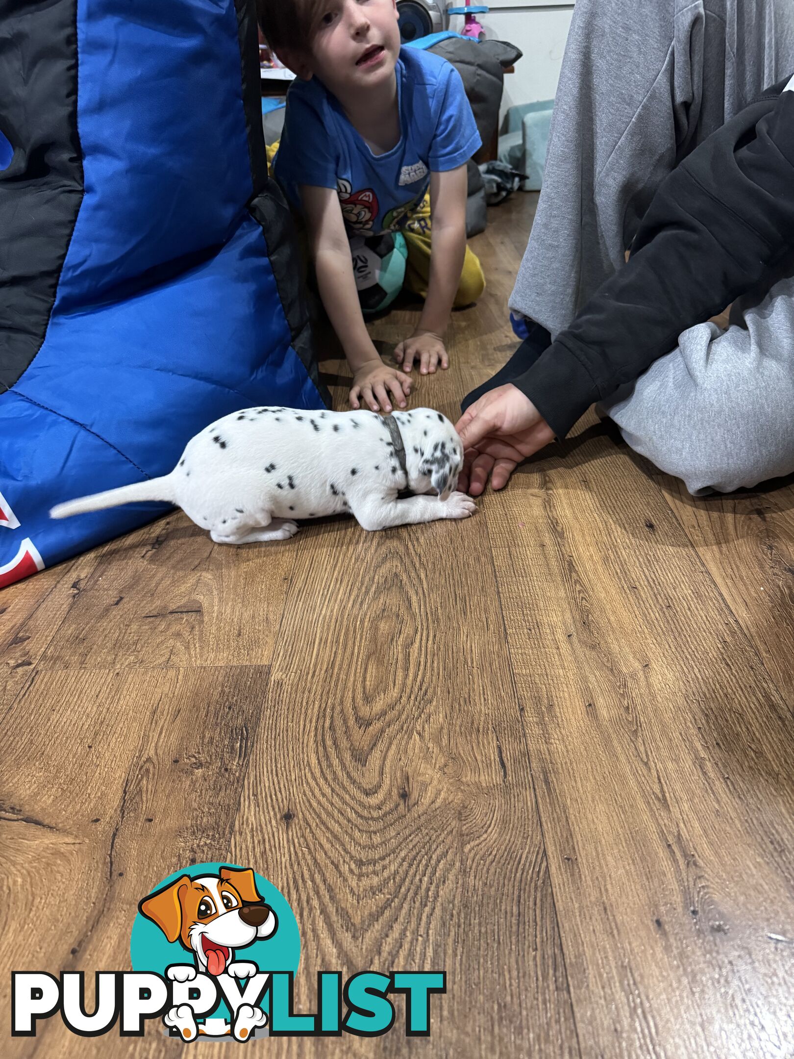 Purebred dalmatian puppies