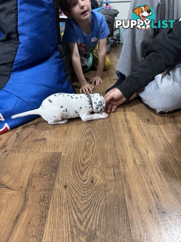 Purebred dalmatian puppies