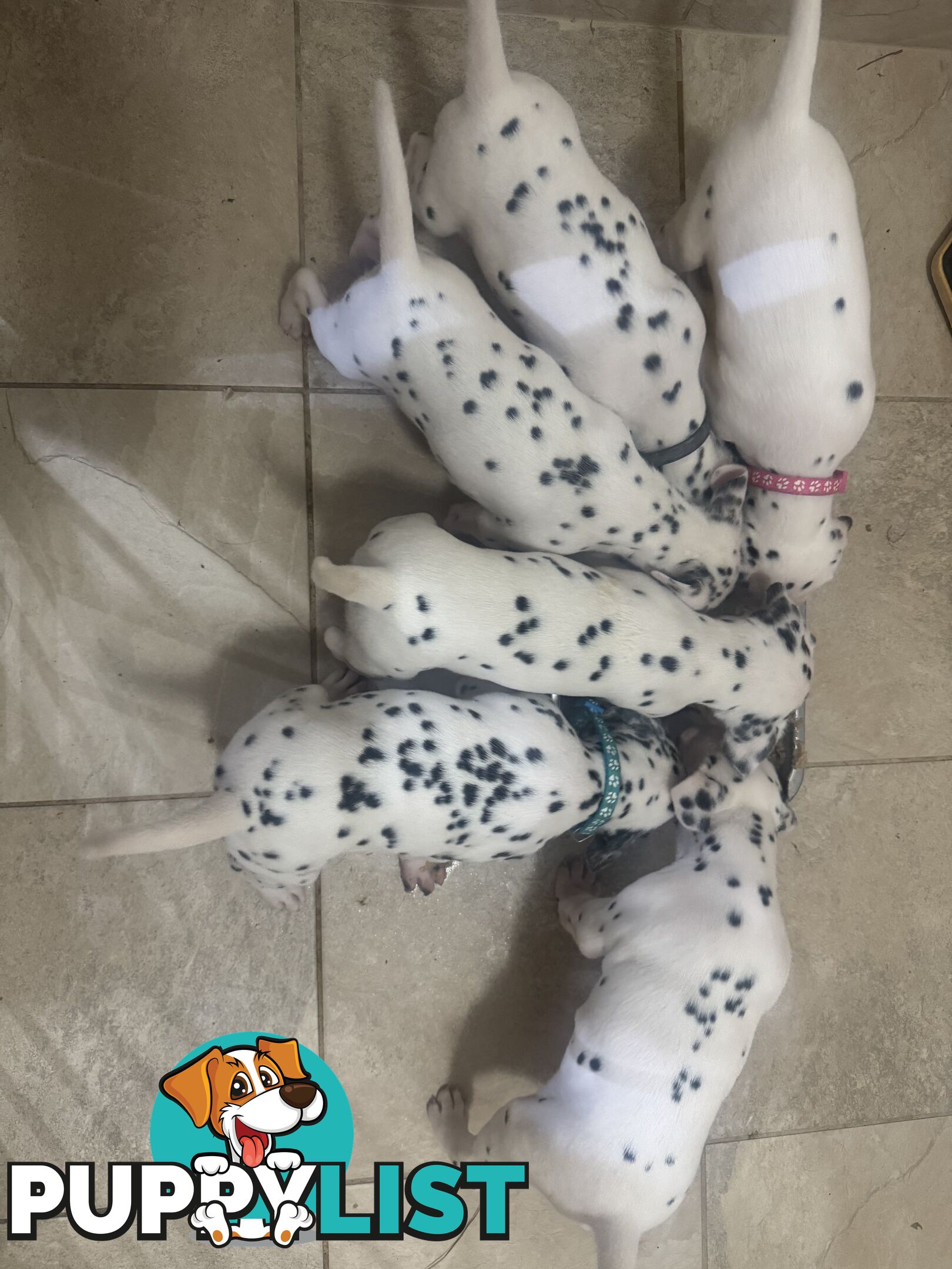 Purebred dalmatian puppies