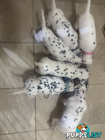 Purebred dalmatian puppies
