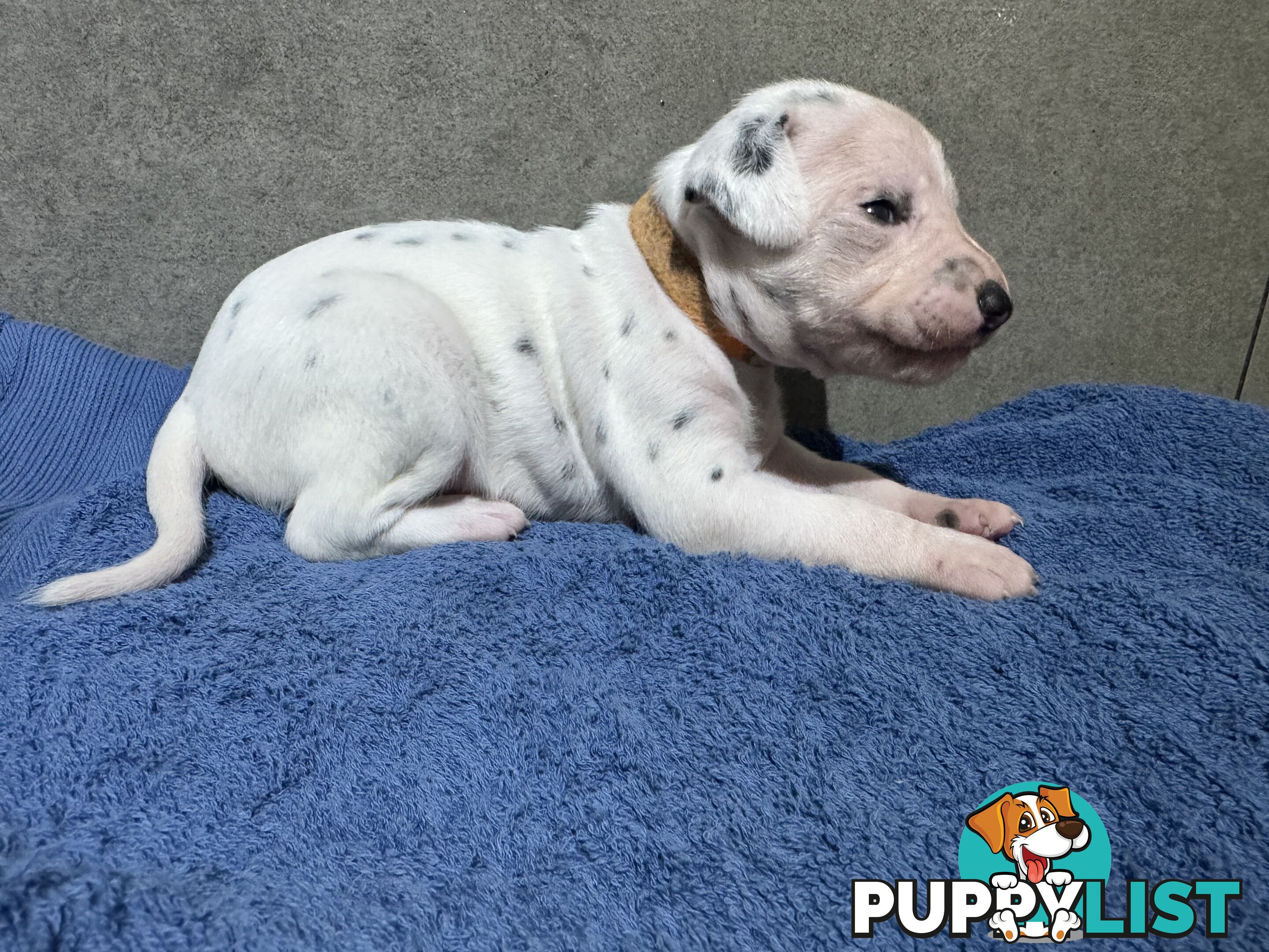 Purebred dalmatian puppies