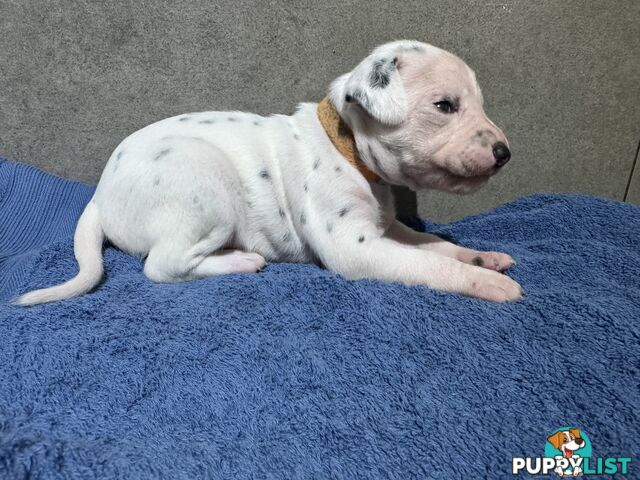 Purebred dalmatian puppies