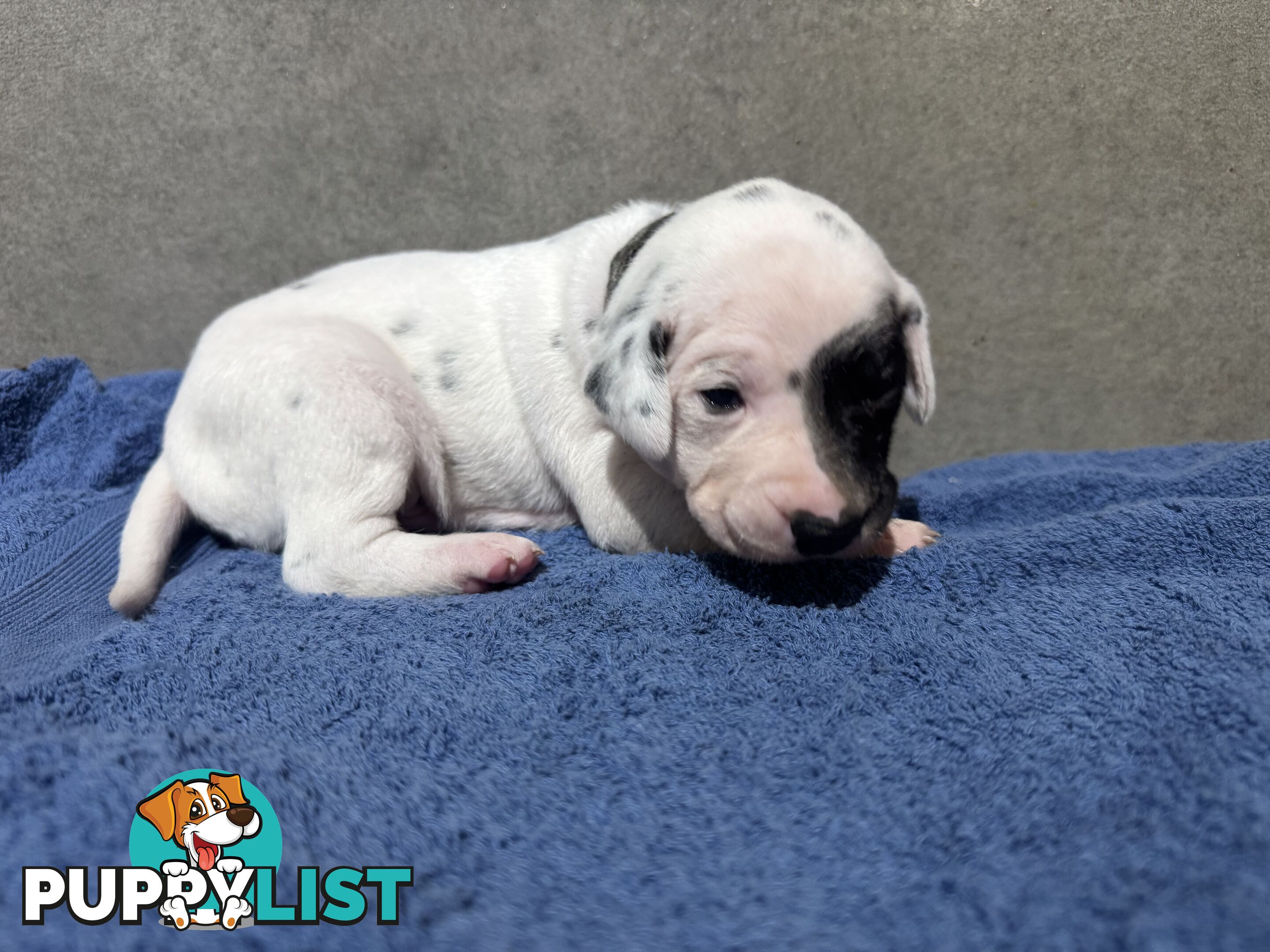 Purebred dalmatian puppies