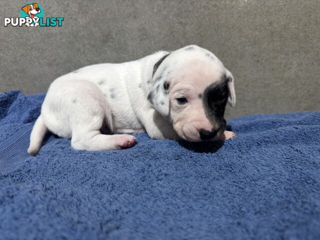 Purebred dalmatian puppies