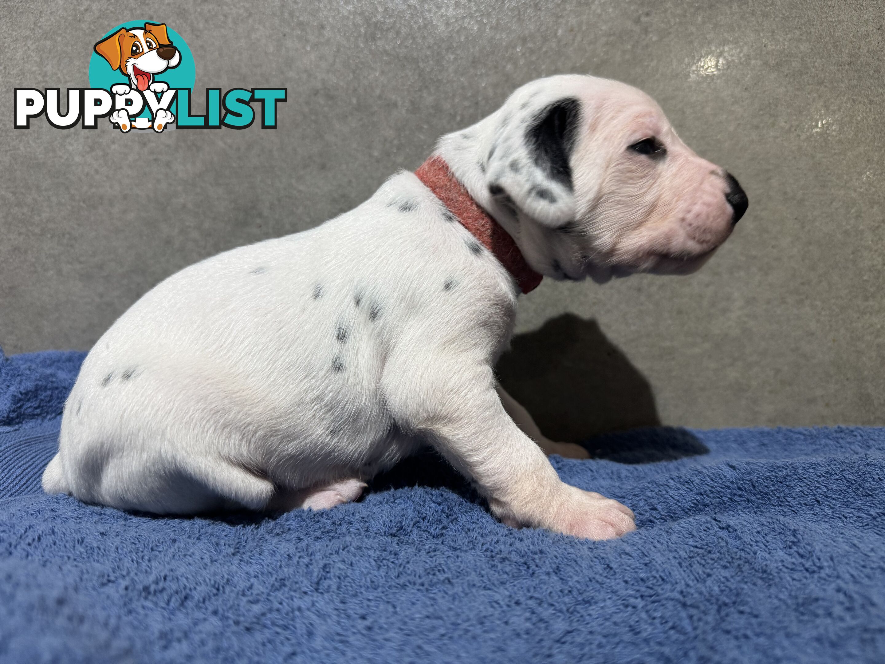 Purebred dalmatian puppies