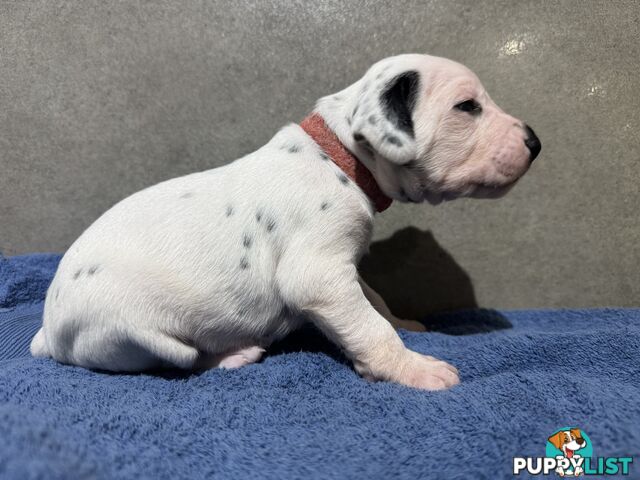 Purebred dalmatian puppies