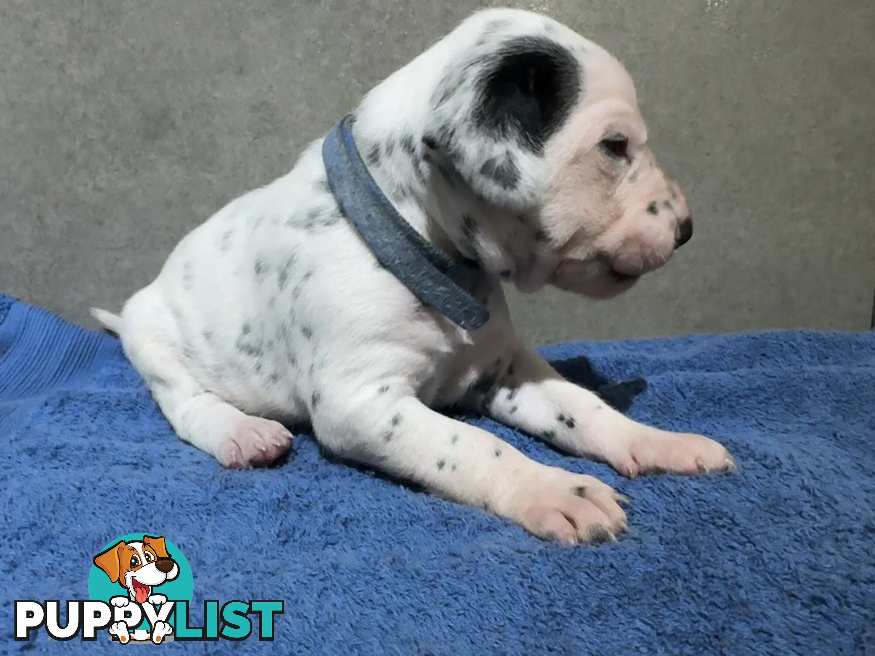 Purebred dalmatian puppies