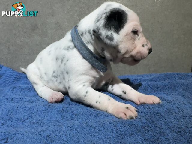 Purebred dalmatian puppies