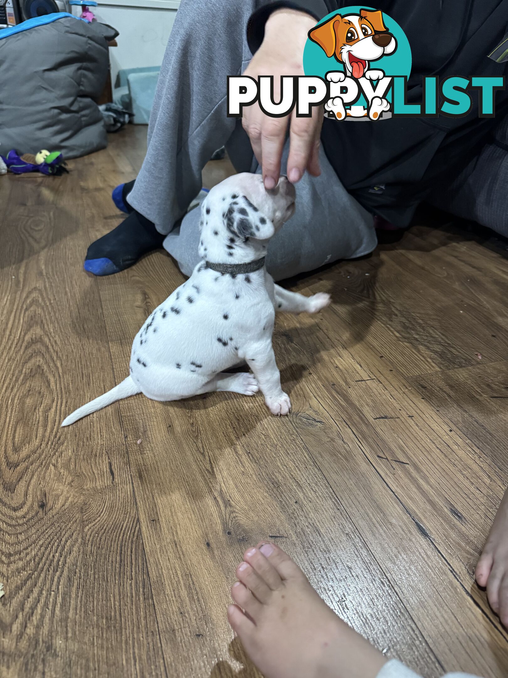 Purebred dalmatian puppies