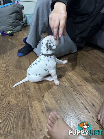 Purebred dalmatian puppies