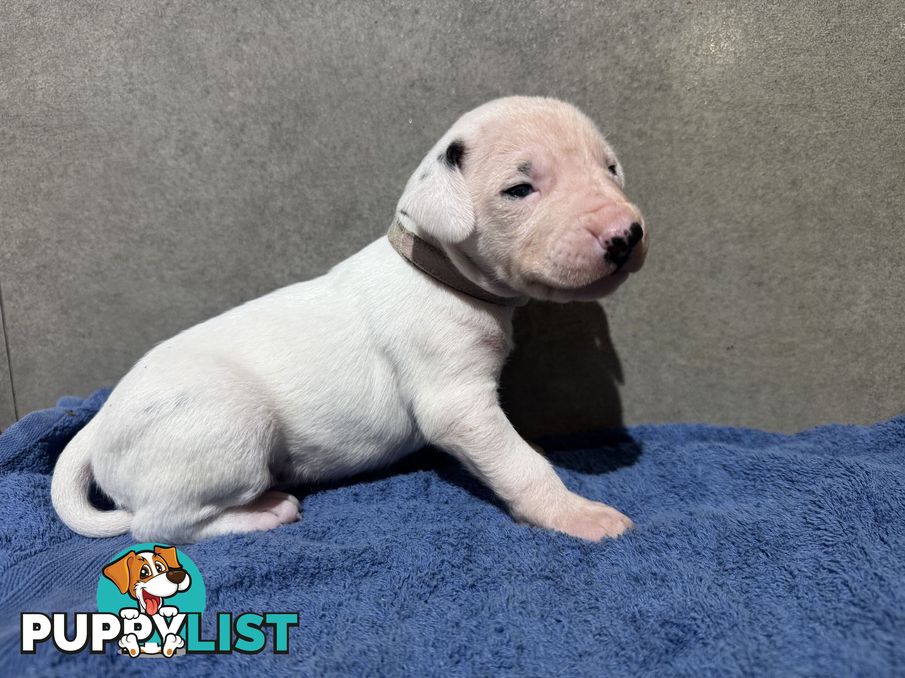 Purebred dalmatian puppies