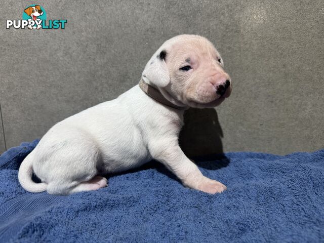 Purebred dalmatian puppies
