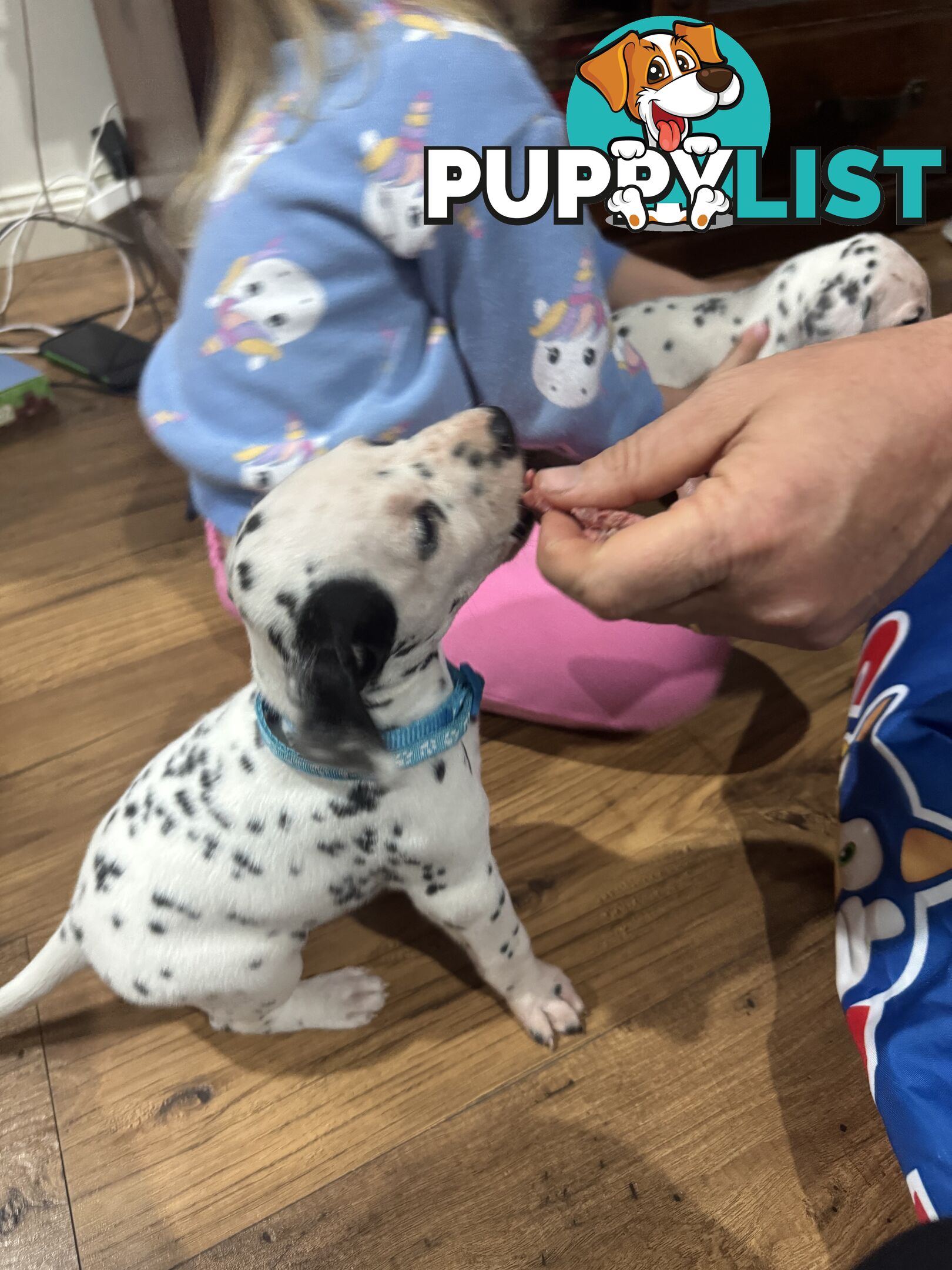 Purebred dalmatian puppies