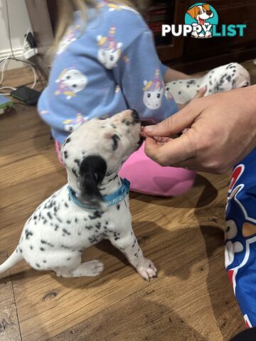 Purebred dalmatian puppies