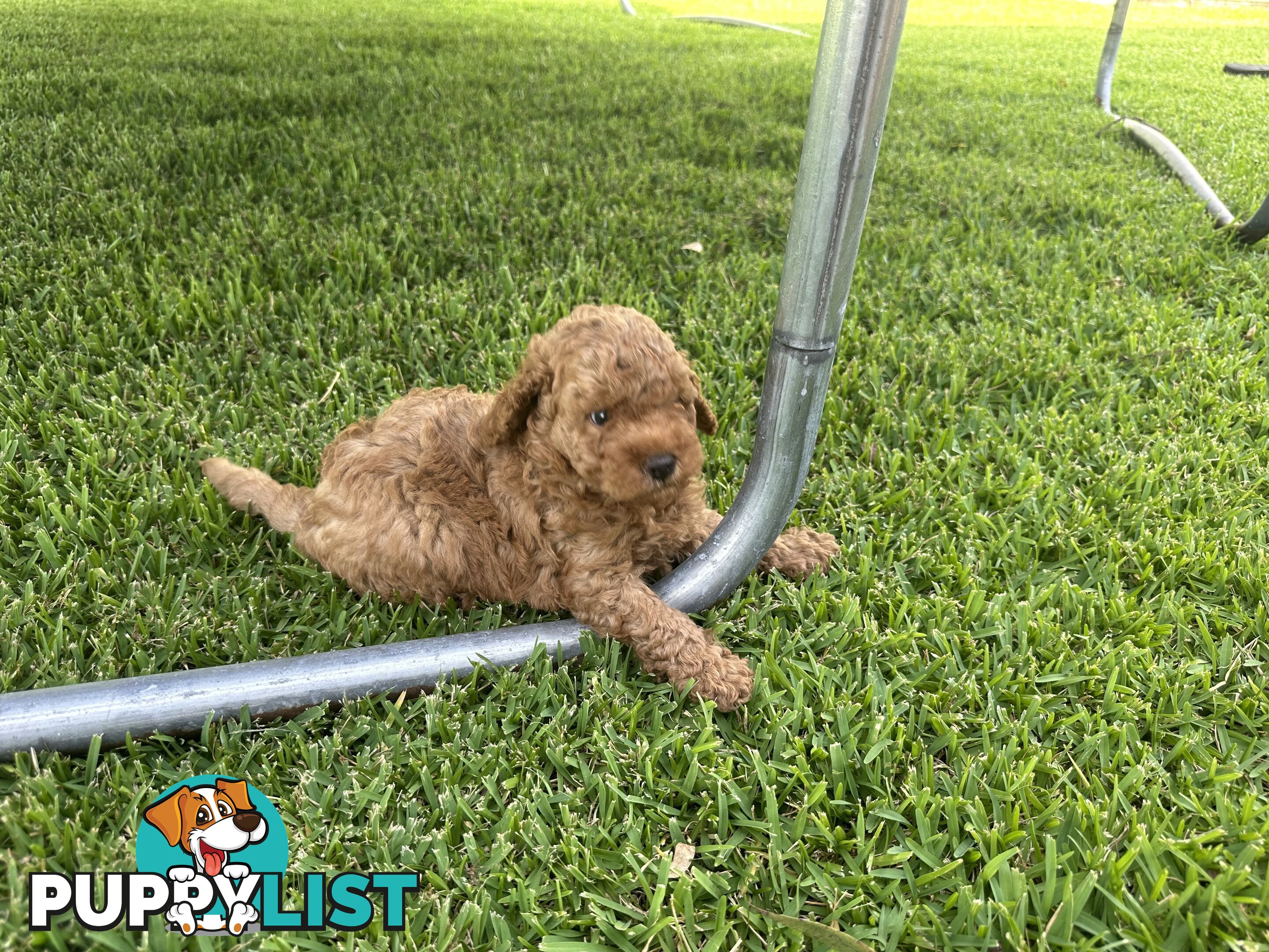 3x red male f2 cavoodles