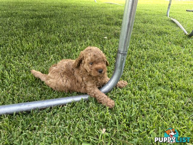 3x red male f2 cavoodles