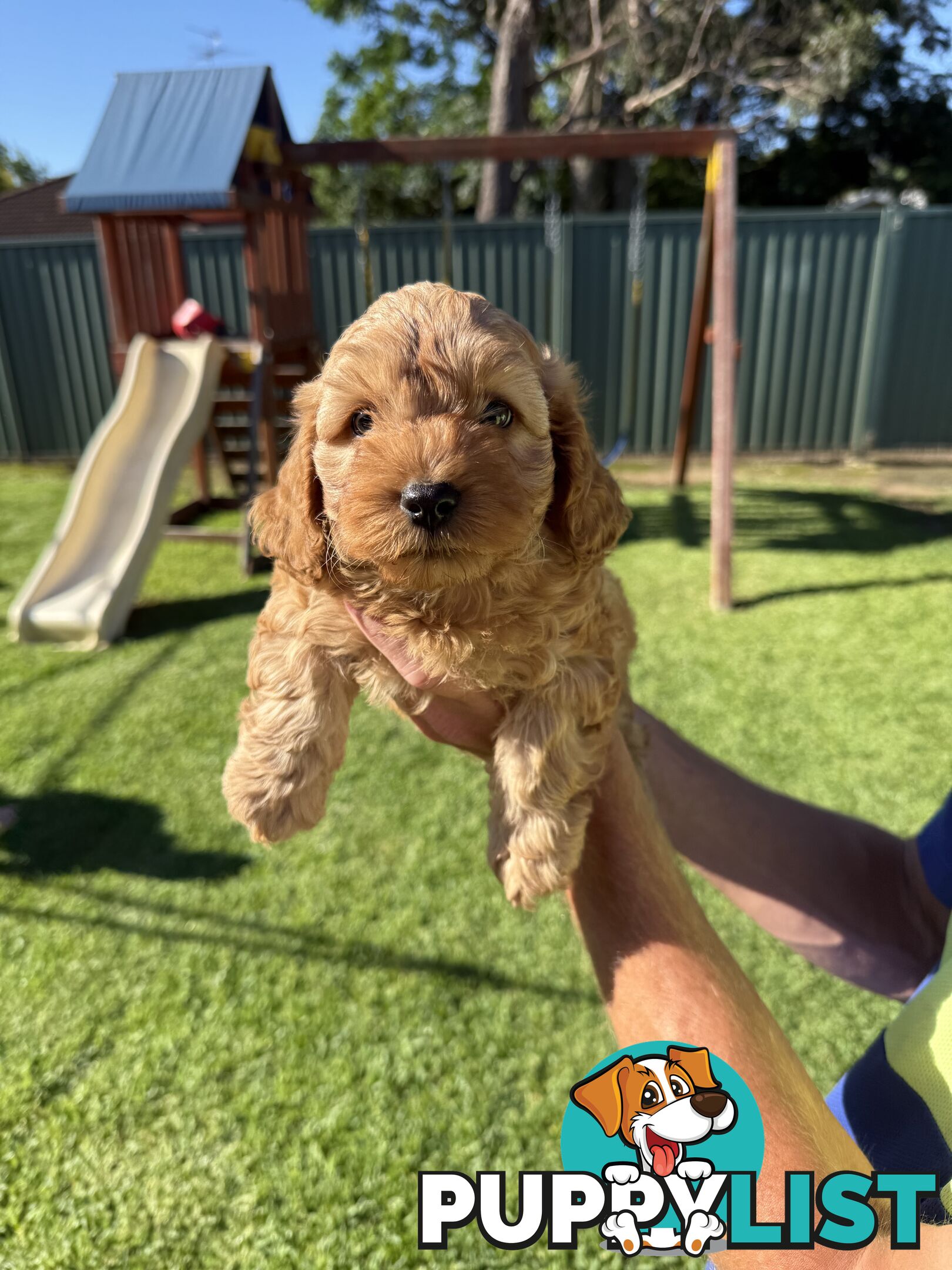 3x red male f2 cavoodles