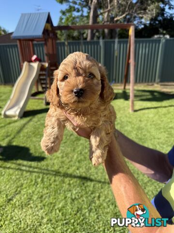 3x red male f2 cavoodles