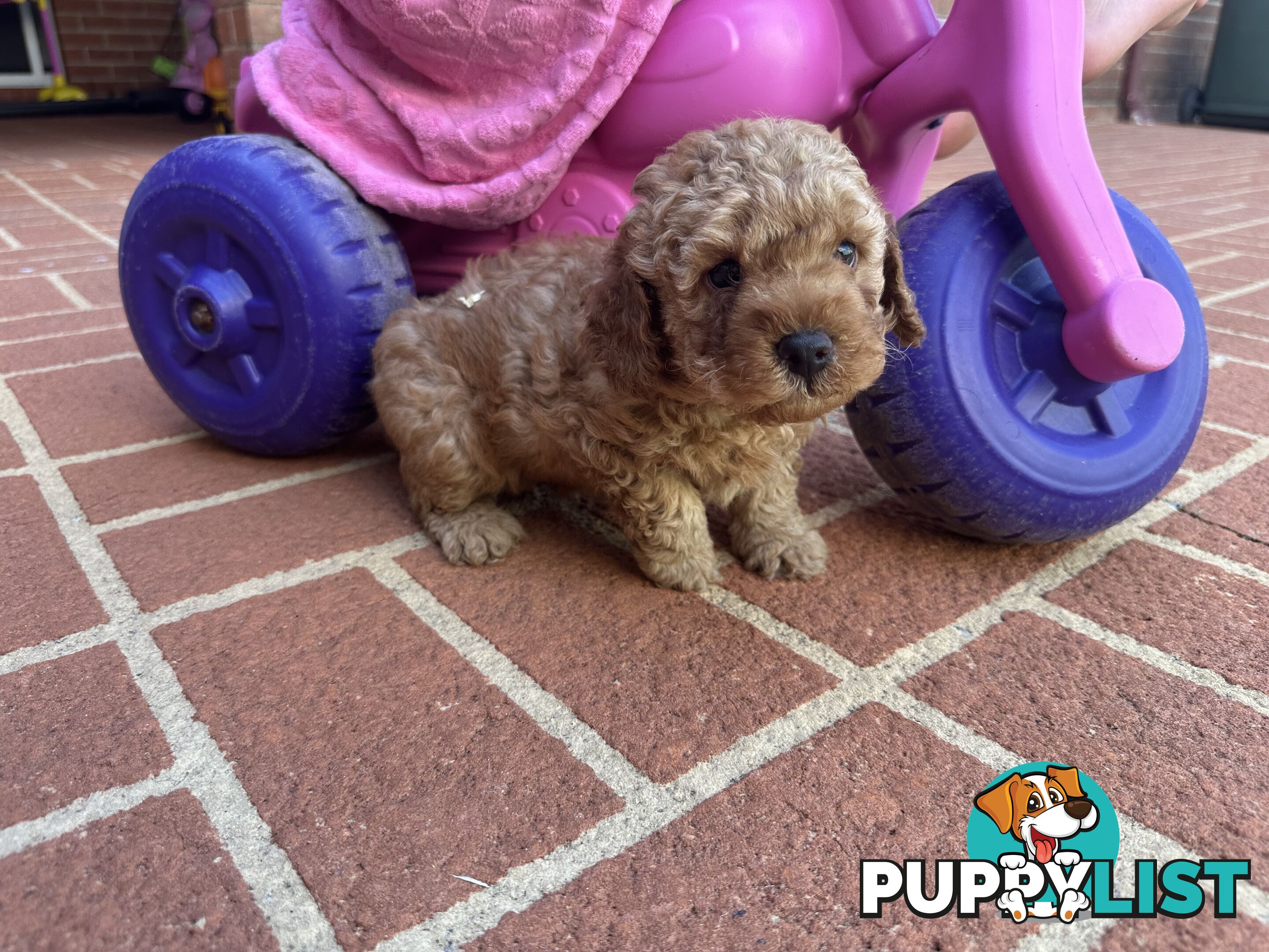 3x red male f2 cavoodles