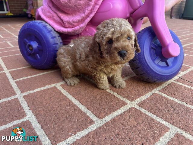 3x red male f2 cavoodles