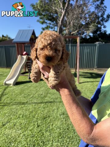 3x red male f2 cavoodles