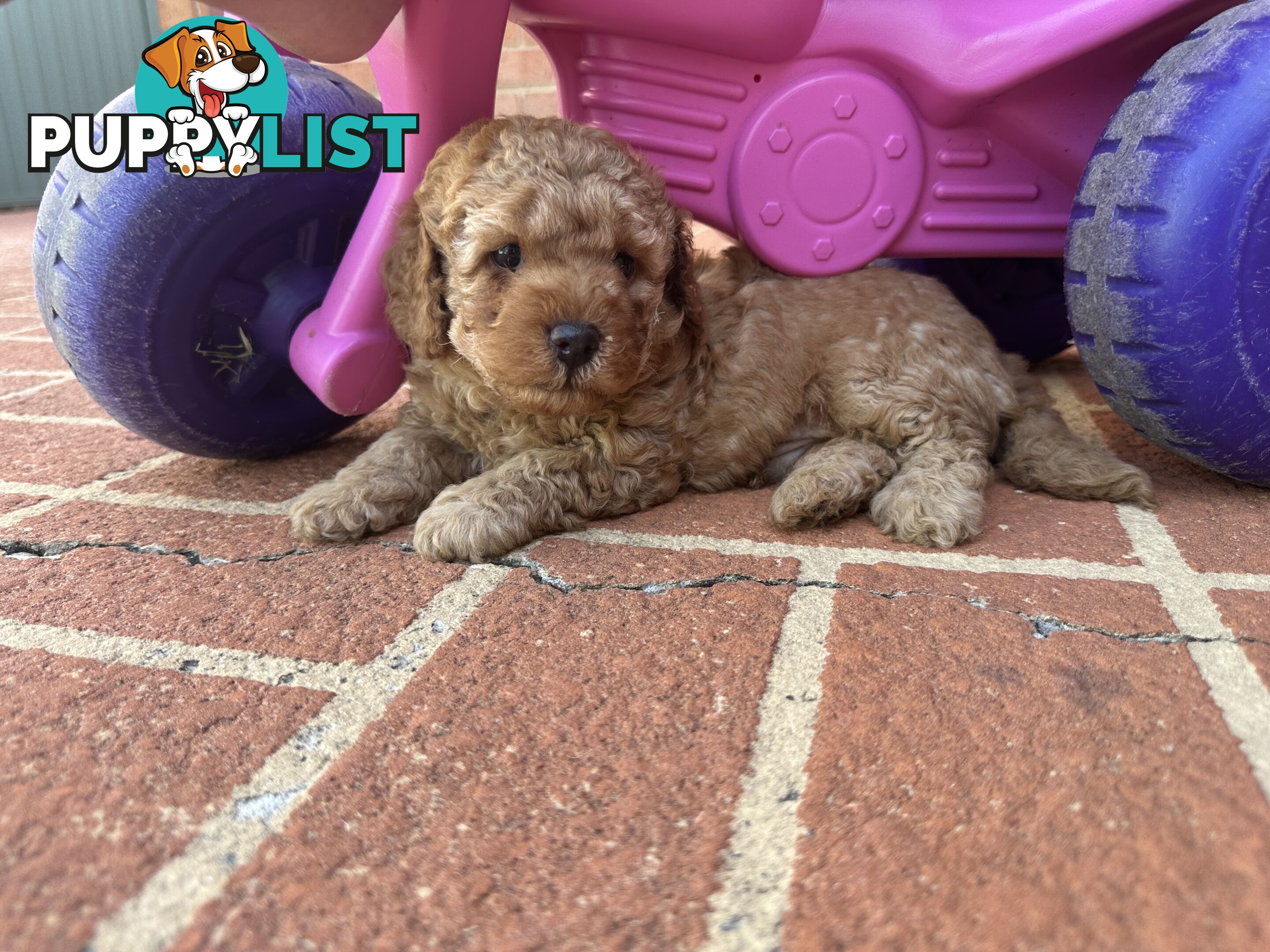 3x red male f2 cavoodles