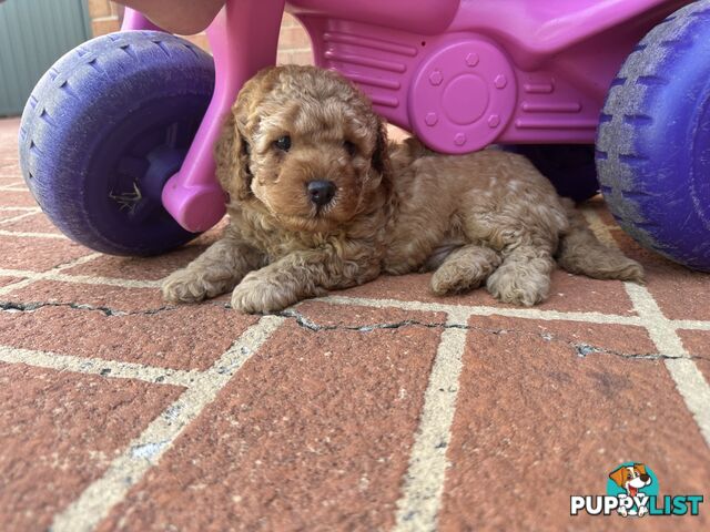 3x red male f2 cavoodles