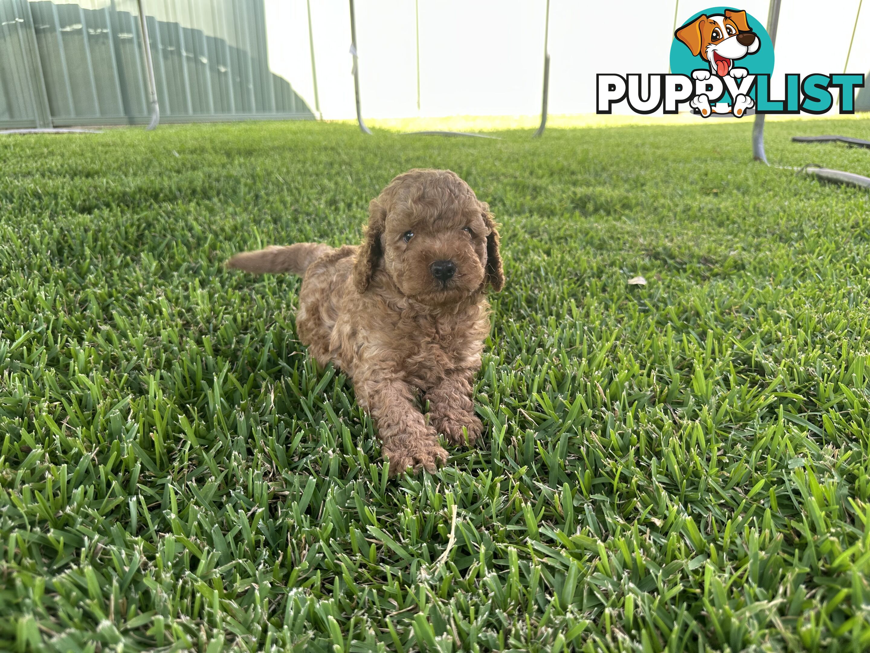 3x red male f2 cavoodles