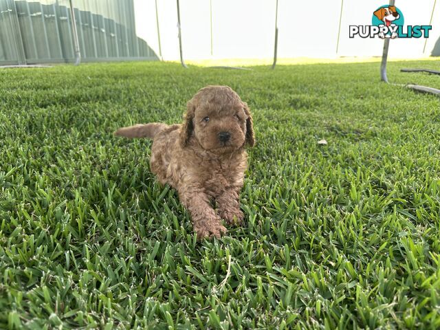 3x red male f2 cavoodles