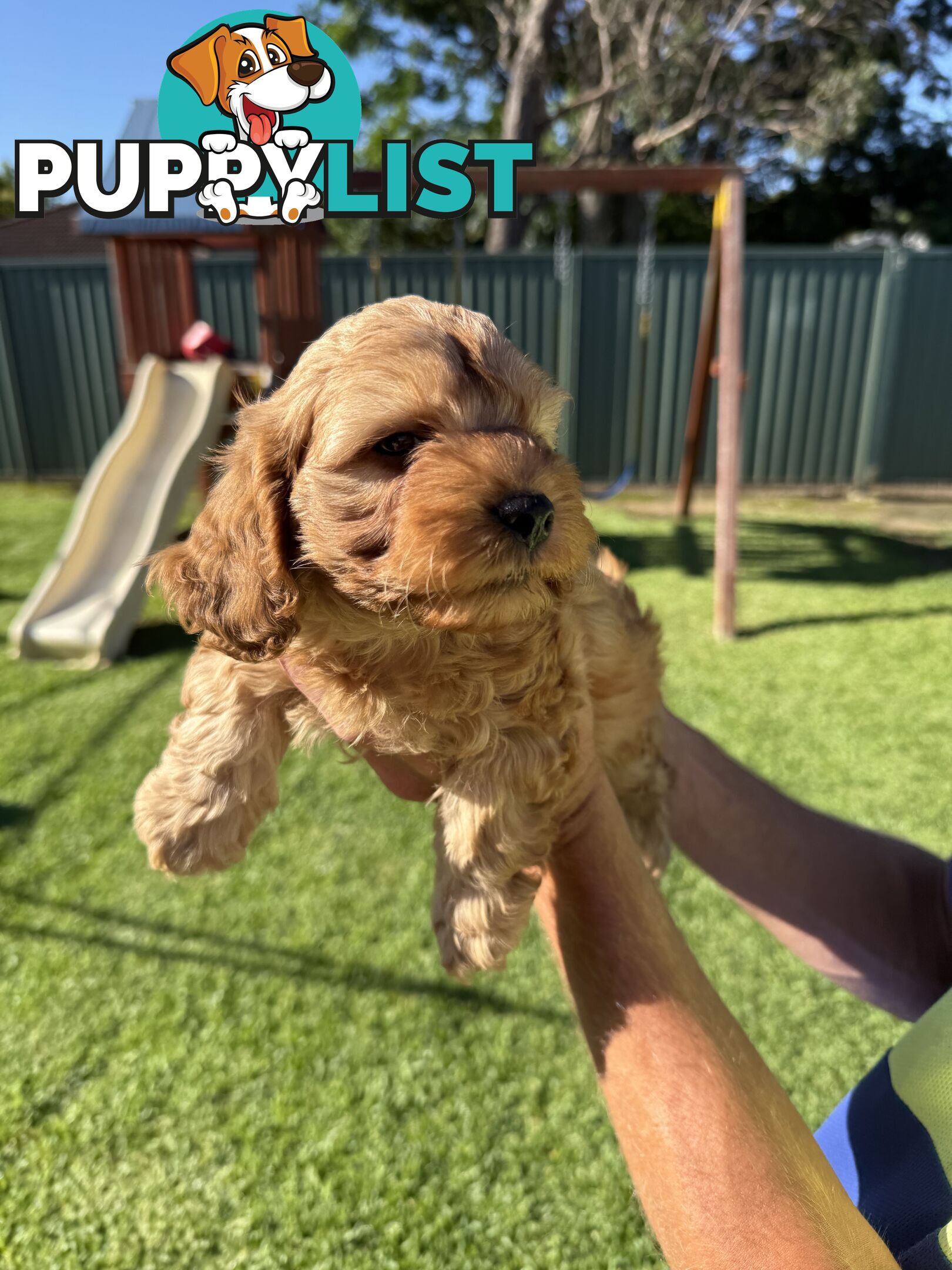 3x red male f2 cavoodles