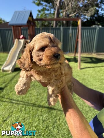 3x red male f2 cavoodles