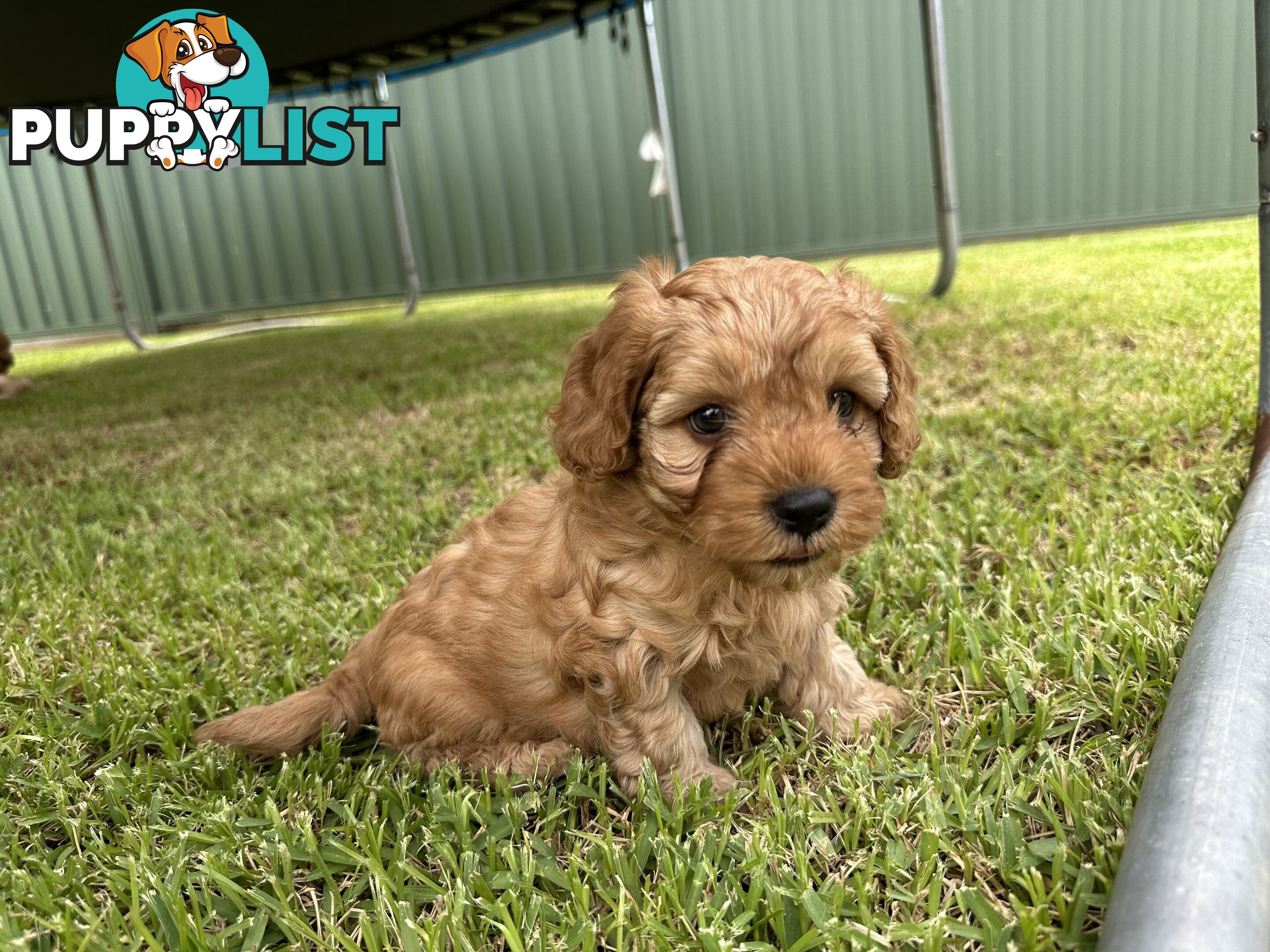 3x red male f2 cavoodles