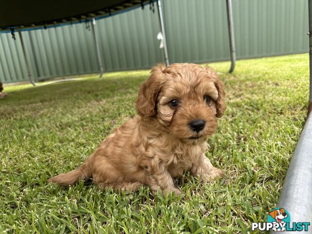 3x red male f2 cavoodles