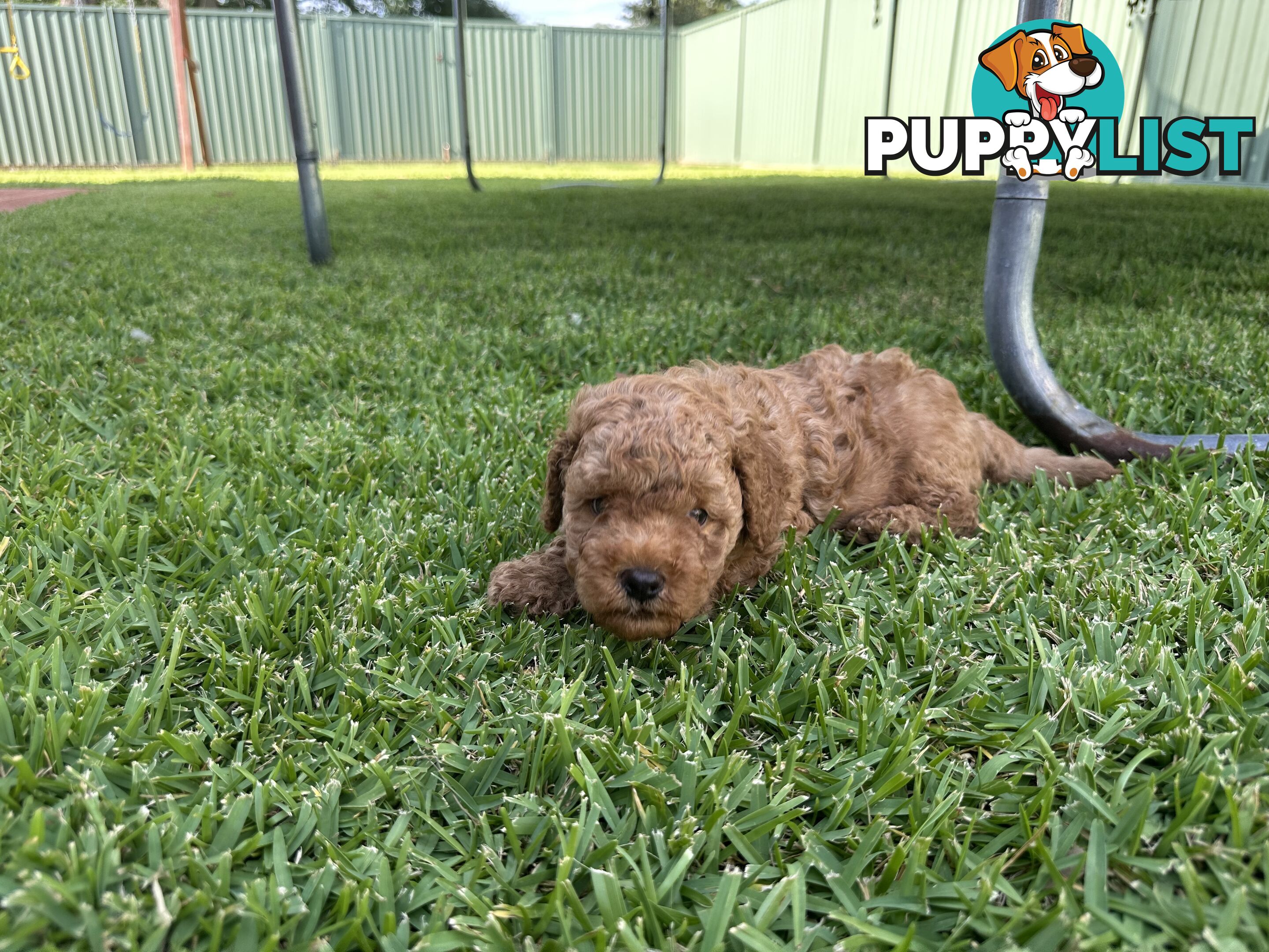 3x red male f2 cavoodles