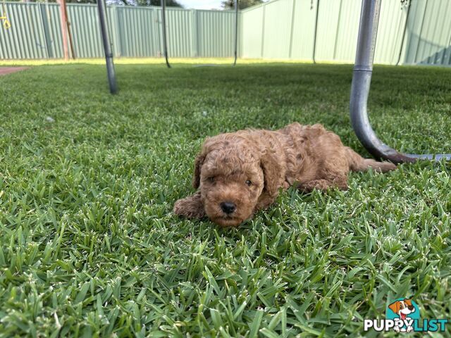 3x red male f2 cavoodles