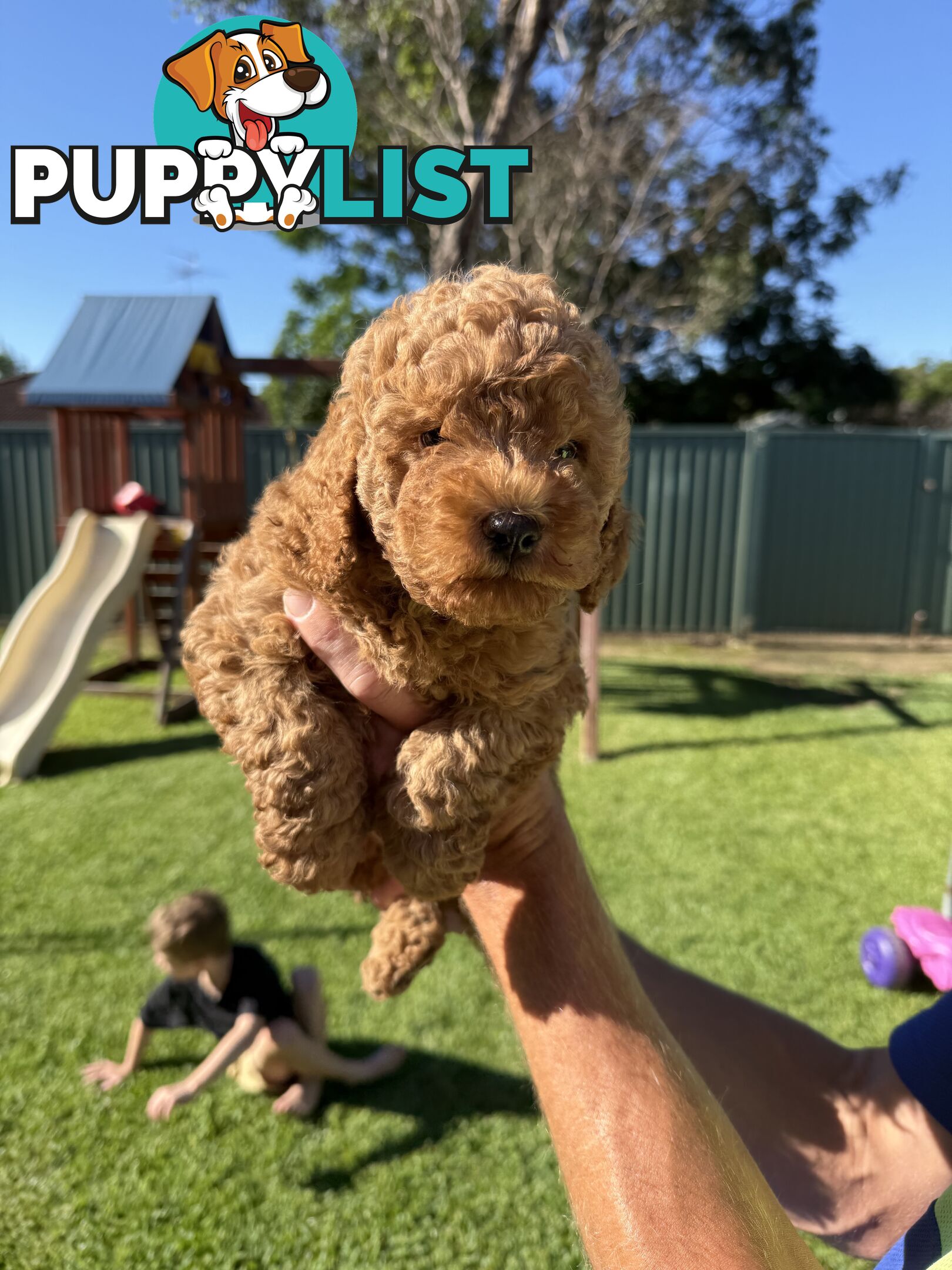 3x red male f2 cavoodles