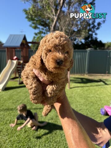 3x red male f2 cavoodles