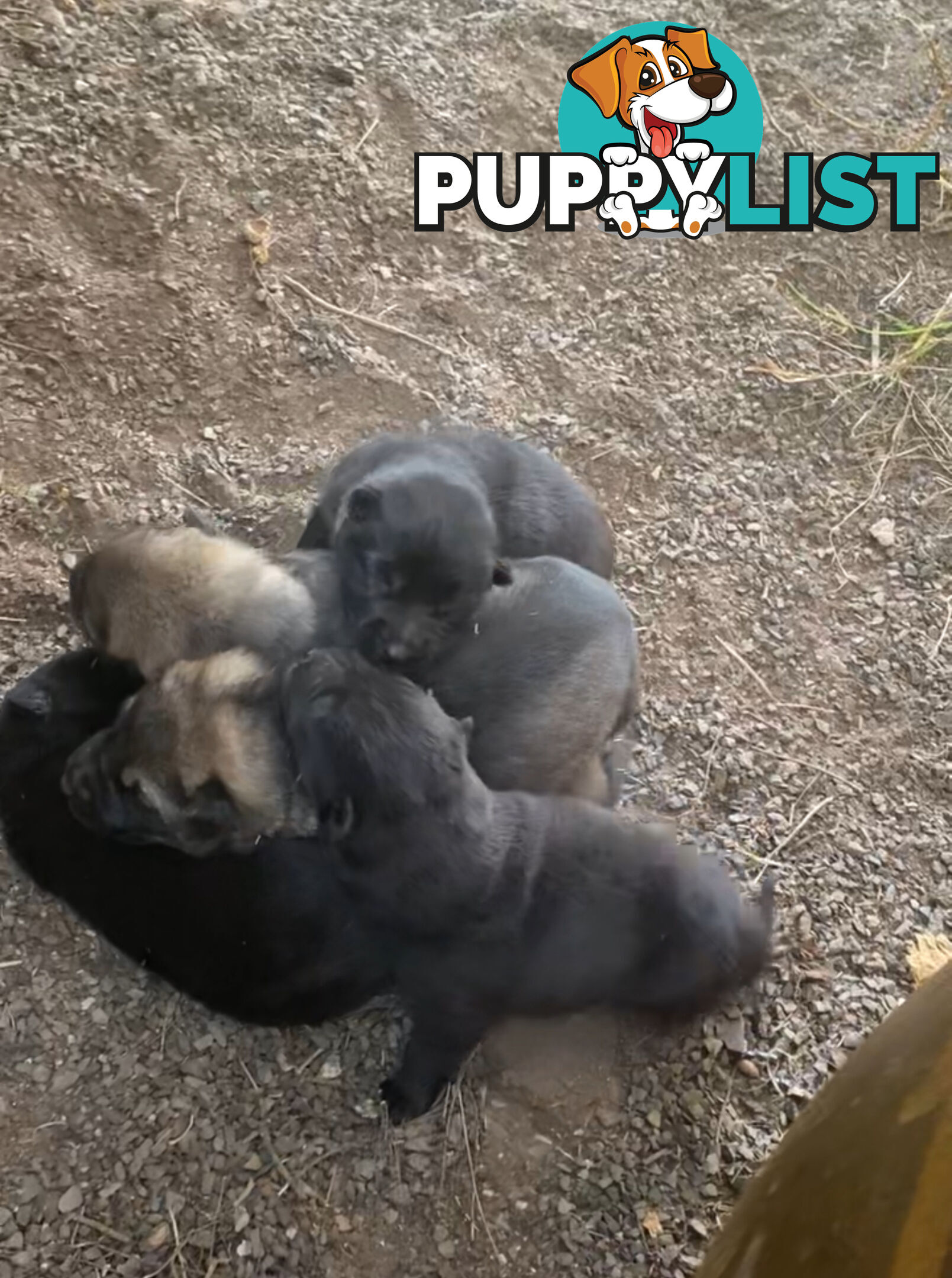 GERMAN SHEPHERD PUPPIES WORKING LINE BLACKS &amp;amp; SABLES