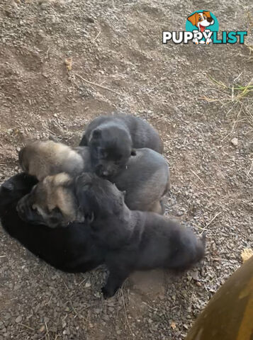 GERMAN SHEPHERD PUPPIES WORKING LINE BLACKS &amp;amp; SABLES