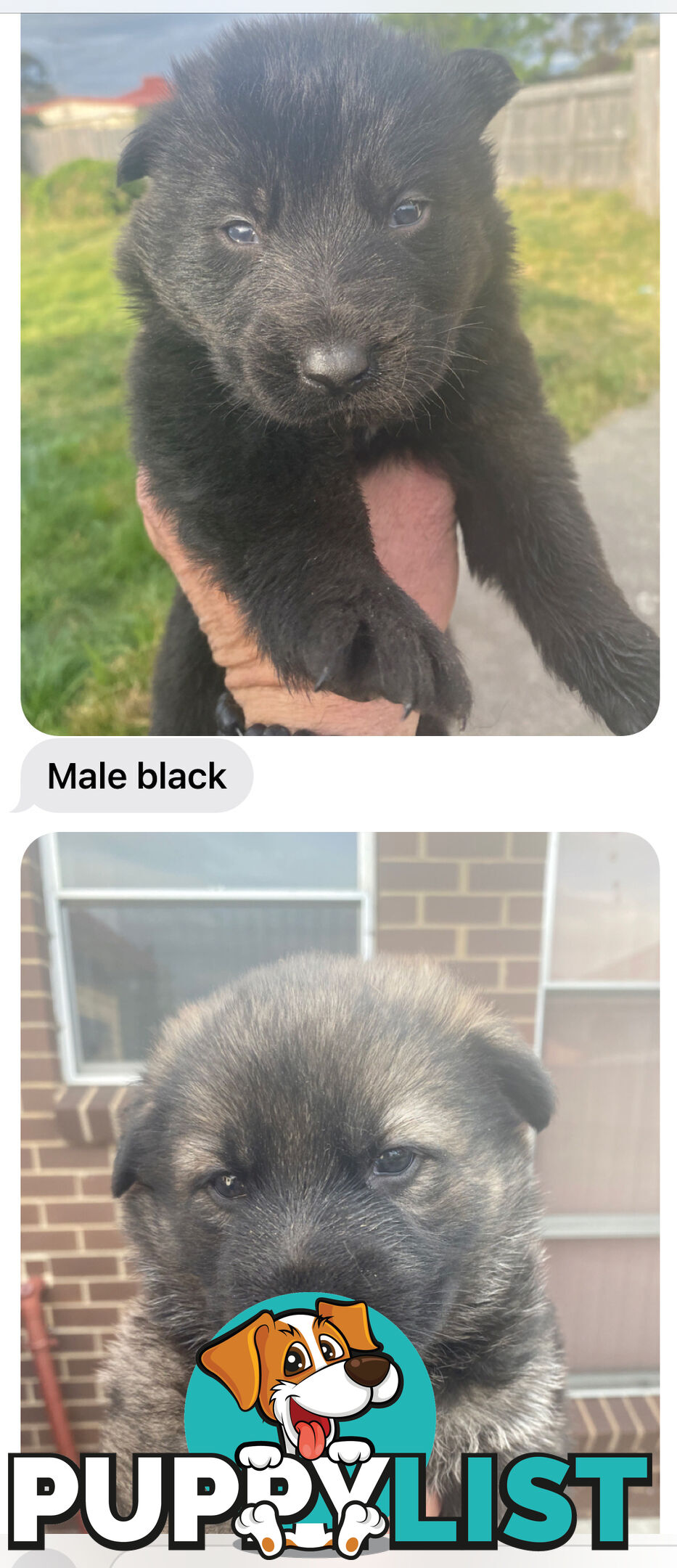 GERMAN SHEPHERD PUPPIES WORKING LINE BLACKS &amp;amp; SABLES