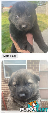 GERMAN SHEPHERD PUPPIES WORKING LINE BLACKS &amp;amp; SABLES