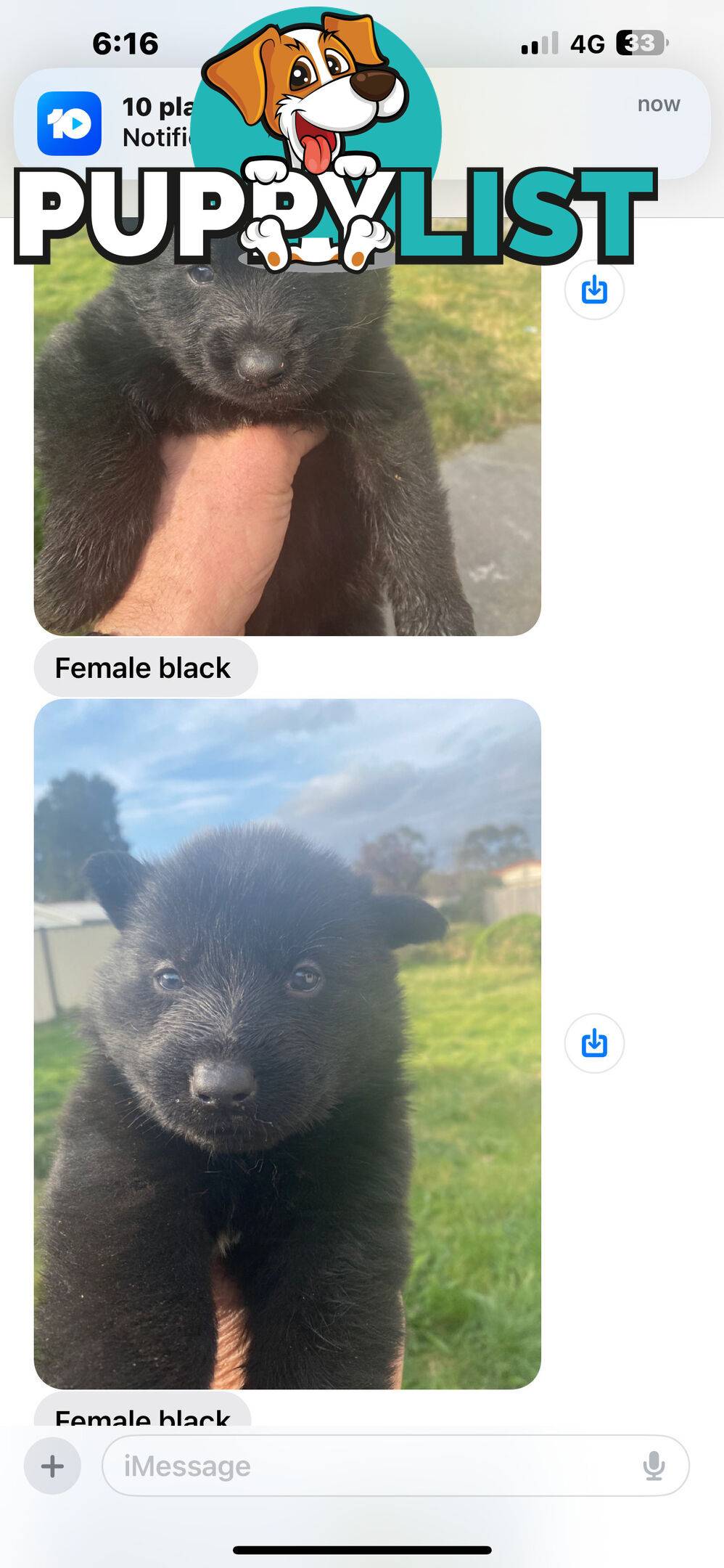 GERMAN SHEPHERD PUPPIES WORKING LINE BLACKS &amp;amp; SABLES