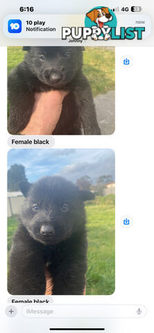 GERMAN SHEPHERD PUPPIES WORKING LINE BLACKS &amp;amp; SABLES