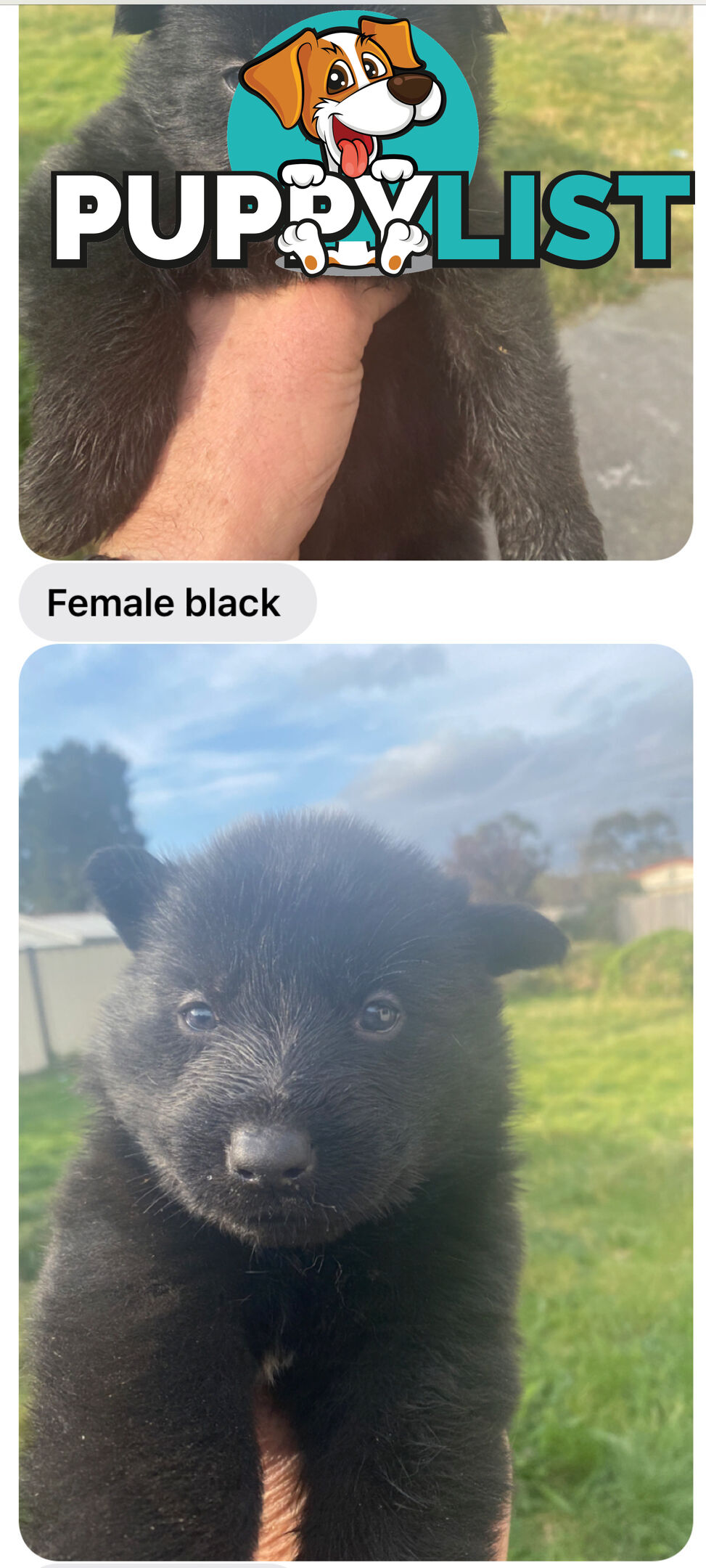 GERMAN SHEPHERD PUPPIES WORKING LINE BLACKS &amp;amp; SABLES