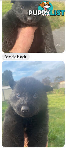 GERMAN SHEPHERD PUPPIES WORKING LINE BLACKS &amp;amp; SABLES