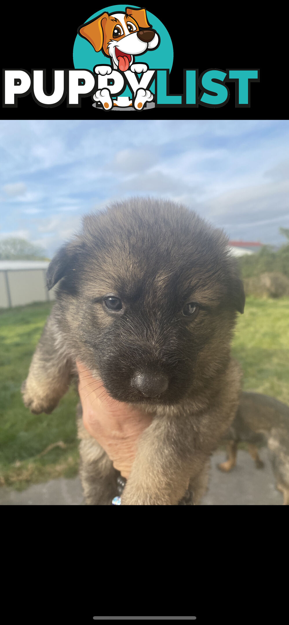 GERMAN SHEPHERD PUPPIES WORKING LINE BLACKS &amp;amp; SABLES