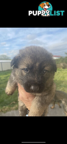 GERMAN SHEPHERD PUPPIES WORKING LINE BLACKS &amp;amp; SABLES